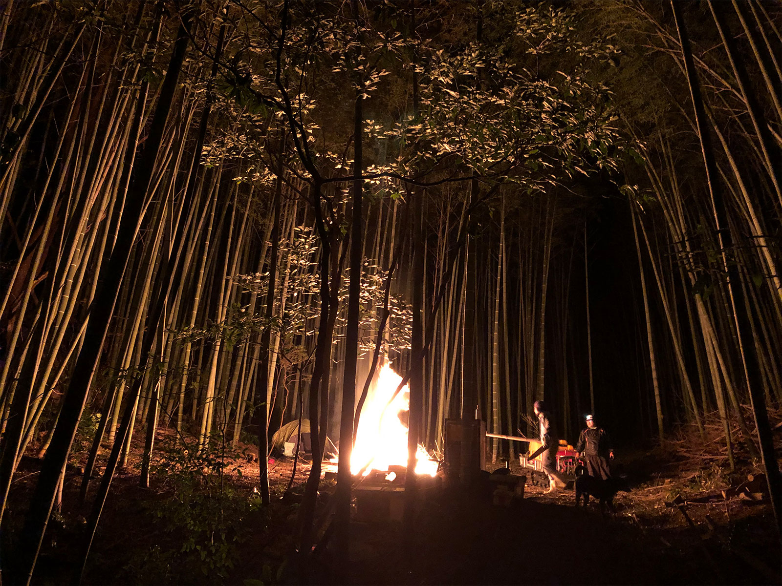 Hikobae Works(ヒコバエワークス)イメージ画像